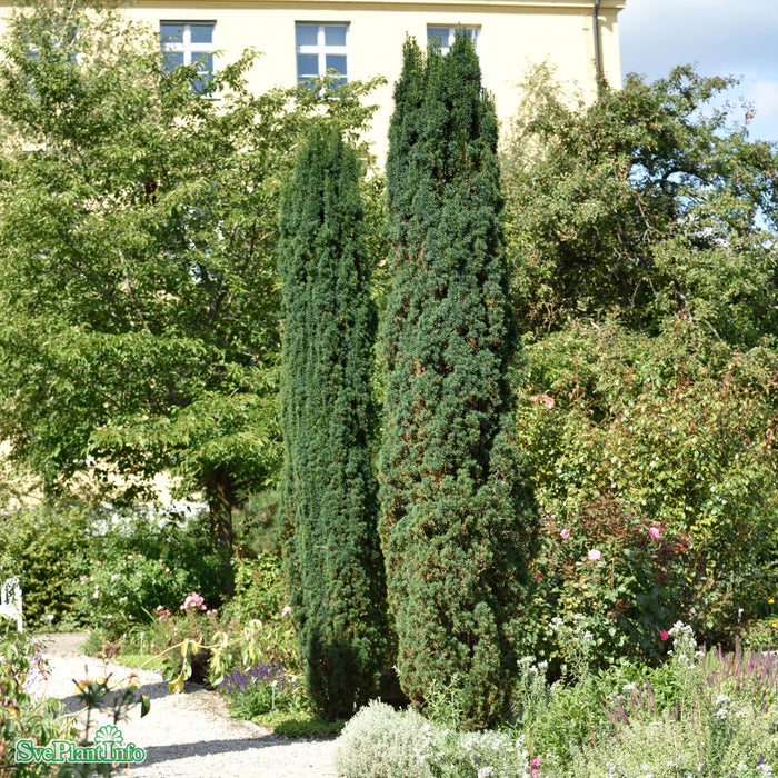 Taxus baccata 'Fastigiata Robusta' Solitär Kl 100-125cm