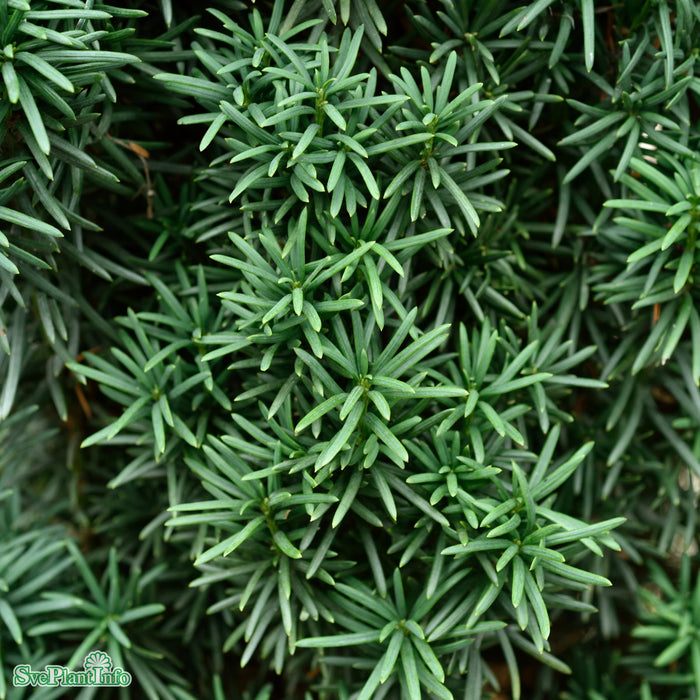 Taxus baccata 'Fastigiata Robusta' Solitär Kl 100-125cm