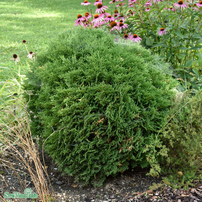 Thuja occidentalis 'Tiny Tim' C7,5 30-40cm
