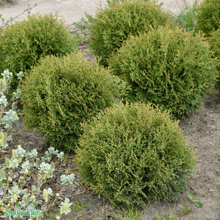Thuja occidentalis 'Tiny Tim' C7,5 30-40cm