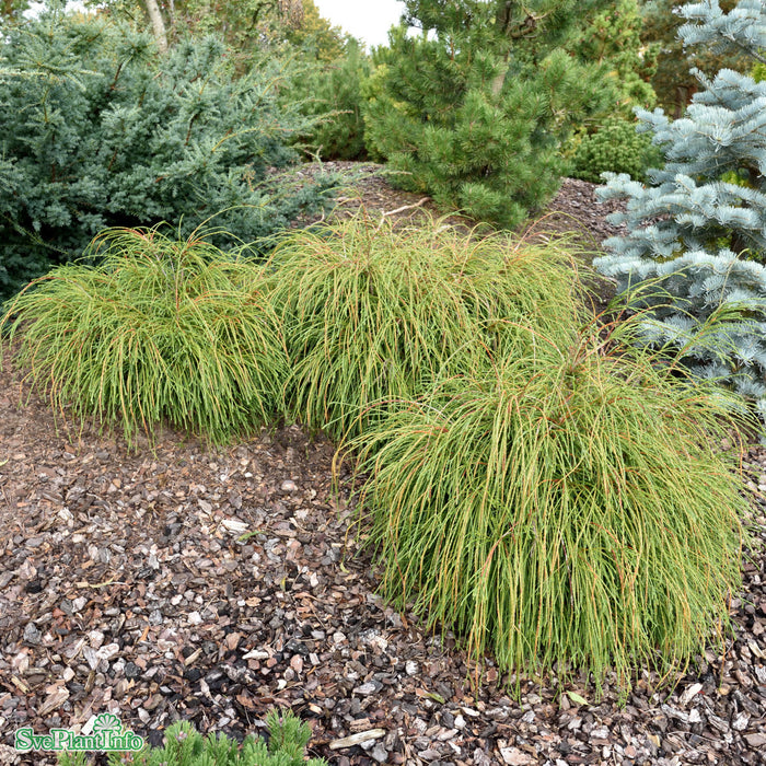 Thuja plicata 'Whipcord' 30-40cm