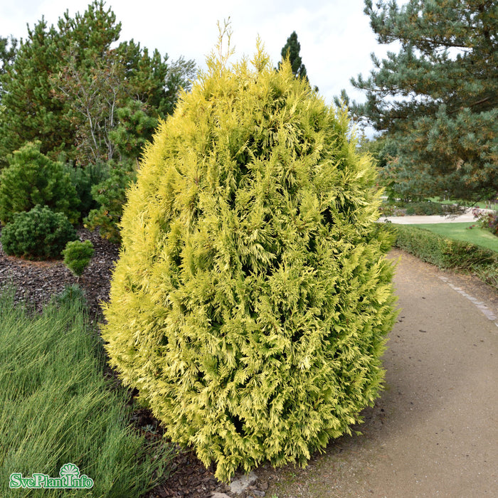 Thuja plicata '4ever Goldy' D10 60-80cm