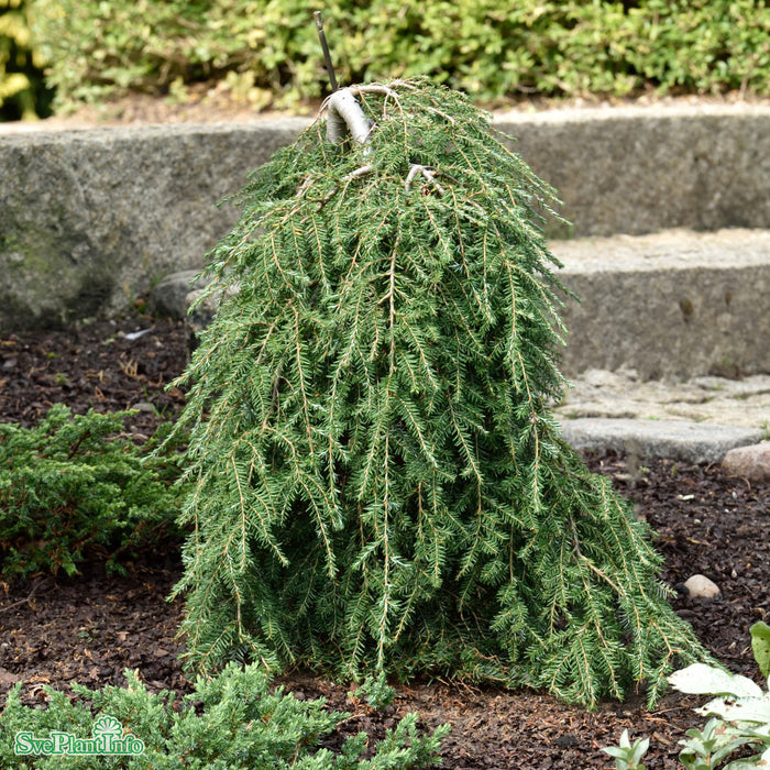 Tsuga canadensis 'Cole' C6 30-40cm