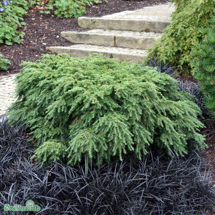 Tsuga canadensis 'Jeddeloh' D4 25-30cm
