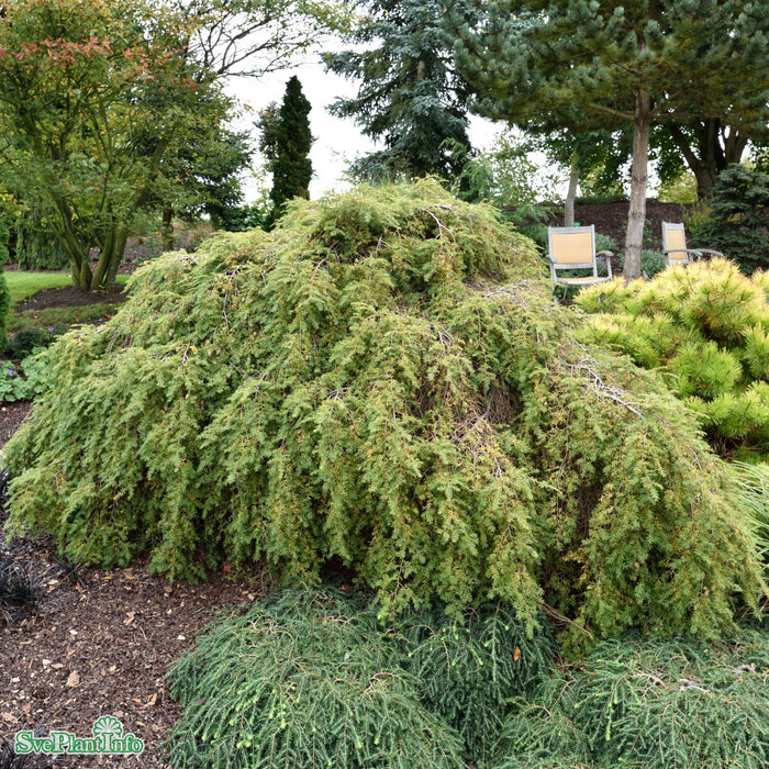 Tsuga canadensis 'Pendula' Solitär C90 Kl 200-250cm