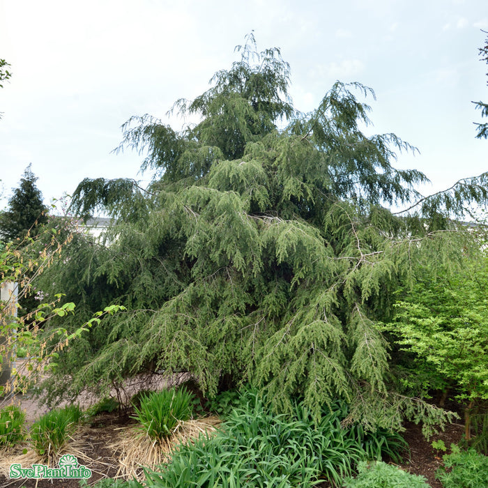 Tsuga canadensis Solitär C20 100-125cm