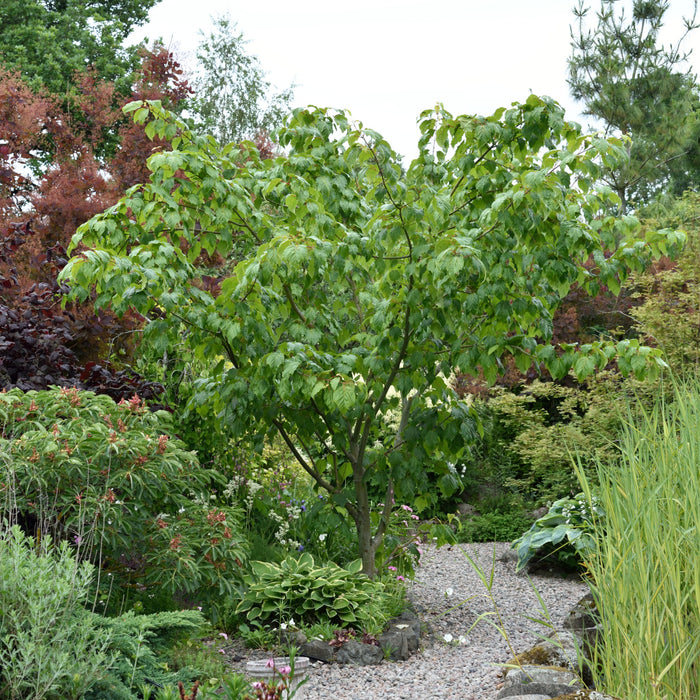 Acer pensylvanicum Högstam C70 So 14-16