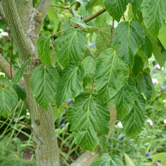 Acer pensylvanicum Högstam C70 So 14-16