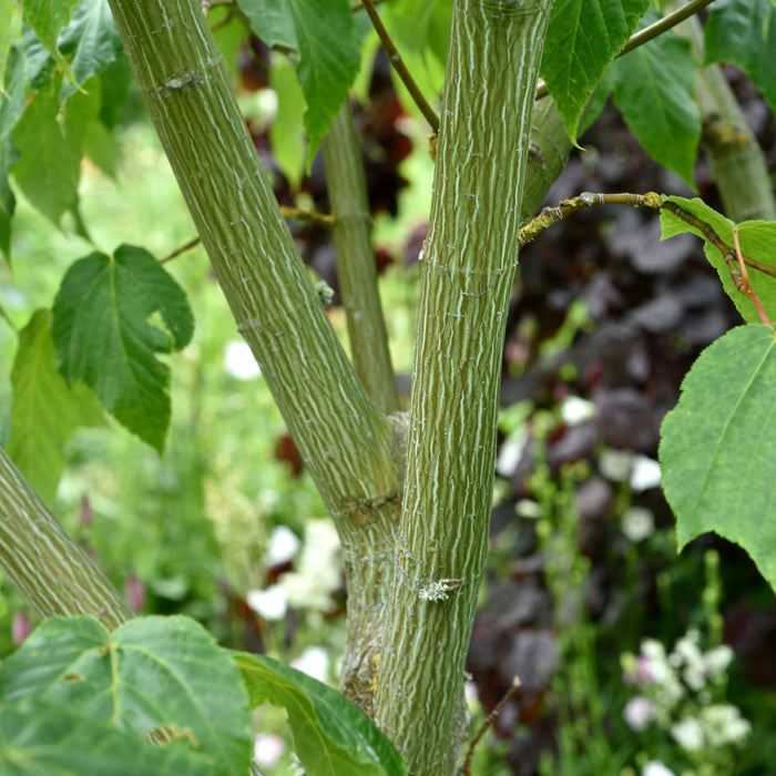 Acer pensylvanicum Högstam C70 So 14-16