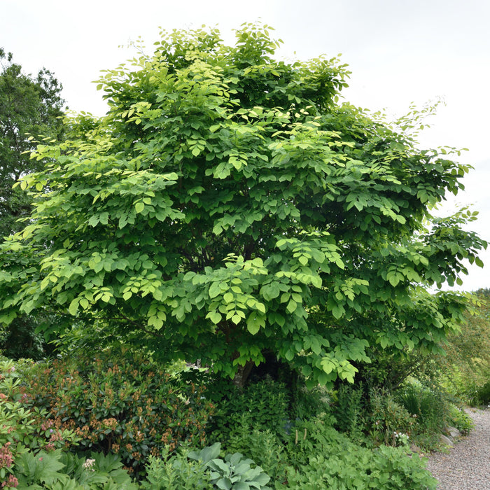Cladrastis kentukea Ungträd C20 125-150cm