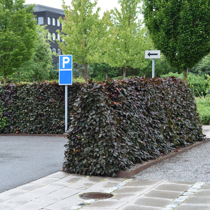 Fagus sylvatica purpurea 'Sämlinge' Klotform Kl 60-70cm
