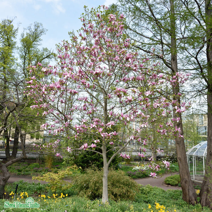 Magnolia (Liliiflora) 'Galaxy' Solitär Kl 125-150cm