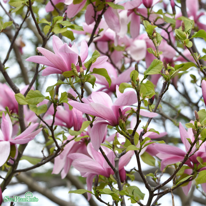 Magnolia 'Galaxy' C16,5