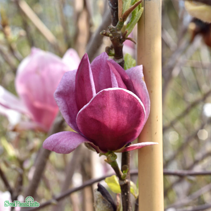 Magnolia (Liliiflora) 'Genie' Solitär 80-100cm C10
