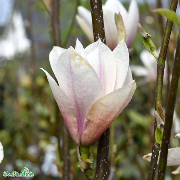Magnolia (Liliiflora) 'Heaven Scent' Solitär C12 100-150cm