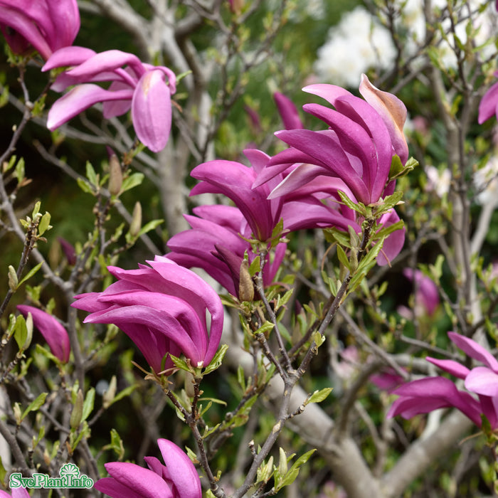 Magnolia (Liliiflora) 'Susan' Stam C10 70-80cm