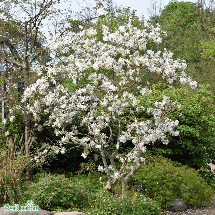Magnolia stellata 'George Henry Kern' Stam C10 60cm 2-årig