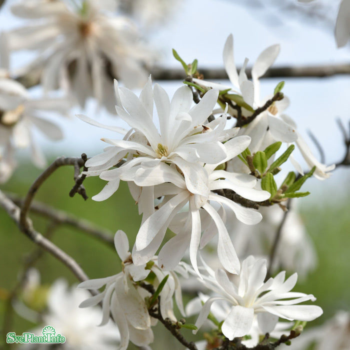Magnolia stellata 'George Henry Kern' Stam C10 60cm 2-årig