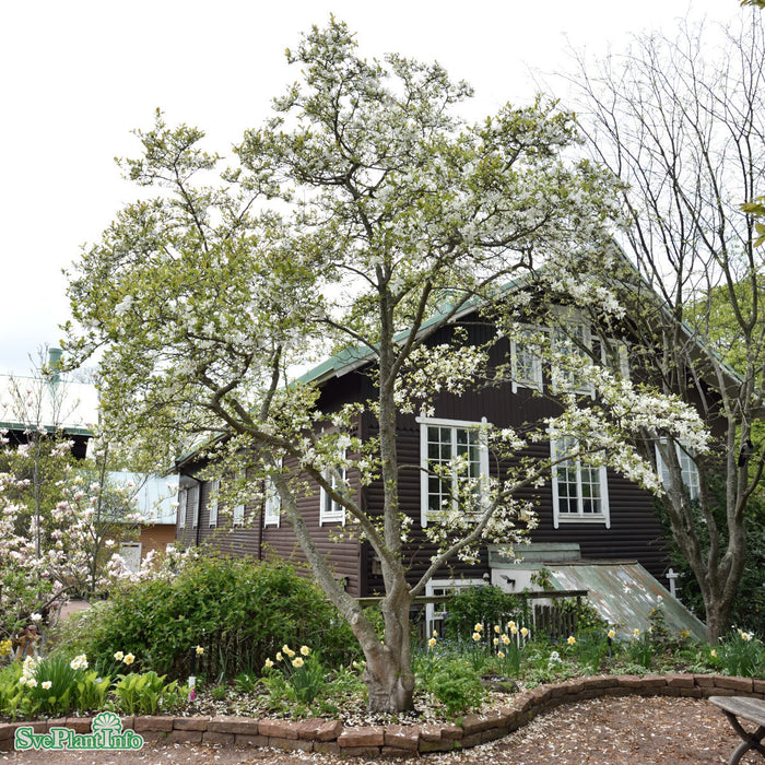 Magnolia x loebneri 'Merrill' Solitär C16,5 125-150cm