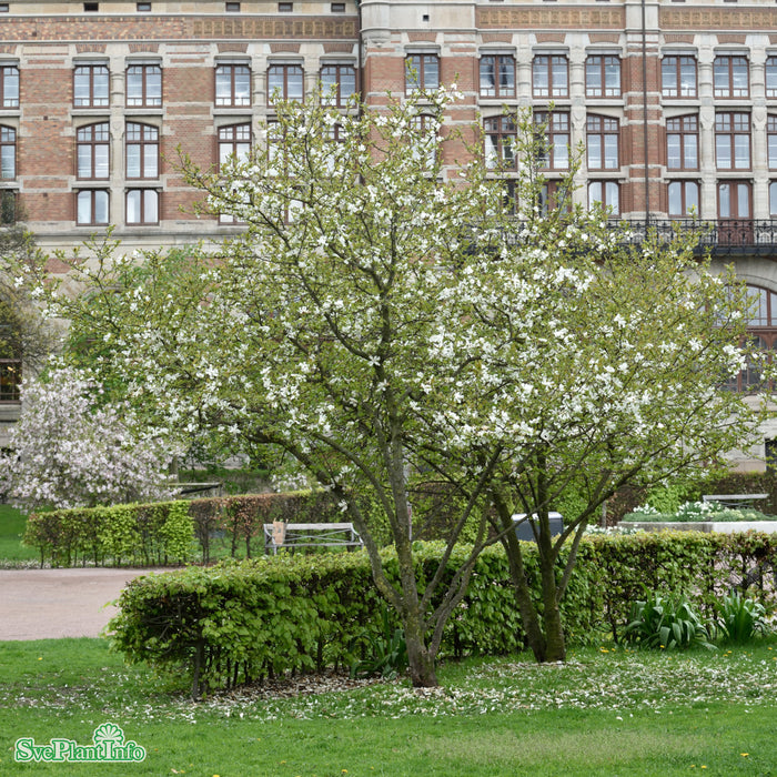 Magnolia x loebneri 'Merrill' Solitär C20 150-175cm