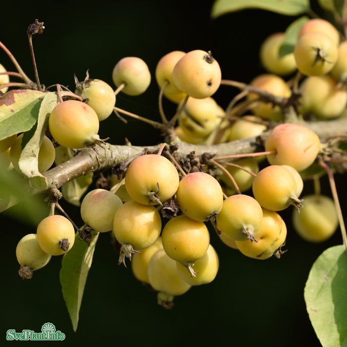 Malus 'Golden Hornet' Busk C6 80-100cm
