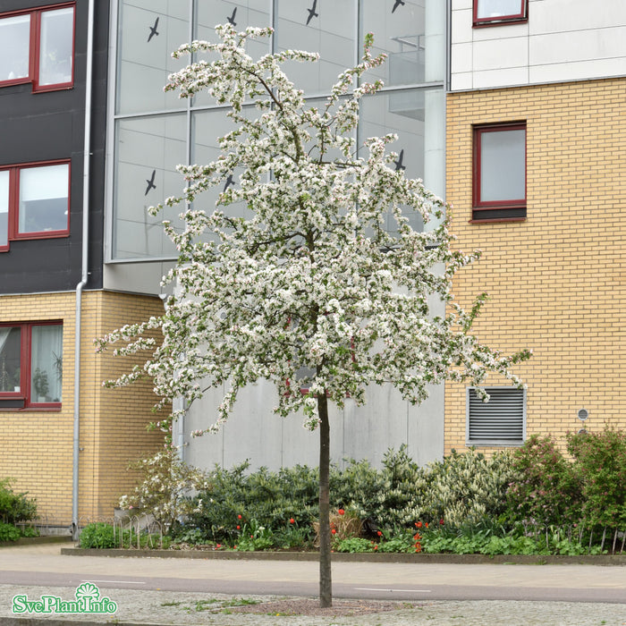 Malus 'Red Sentinel' Högstam C18 So 6-8