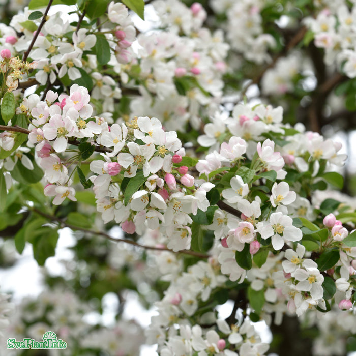 Malus 'Red Sentinel' Högstam C18 So 6-8