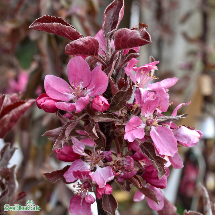 Malus domestica 'Maypole' MM111 Pelarträd 2 års C