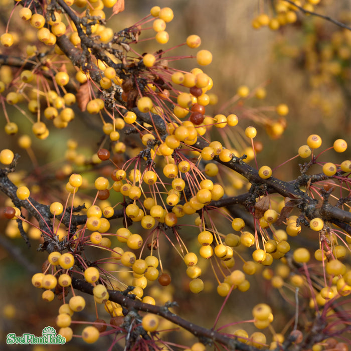 Malus toringo Maskerad E Busk C7,5