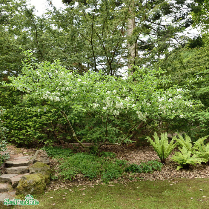 Malus sargentii C35 125-150cm