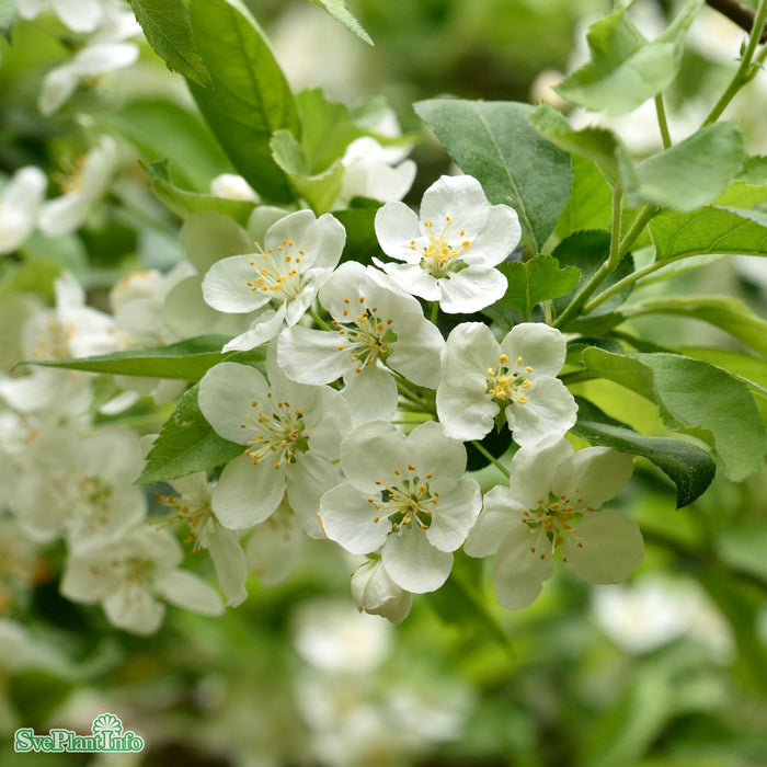 Malus sargentii Busk C5