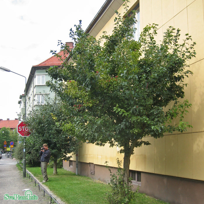 Crataegus x mordenensis 'Toba' Busk Co