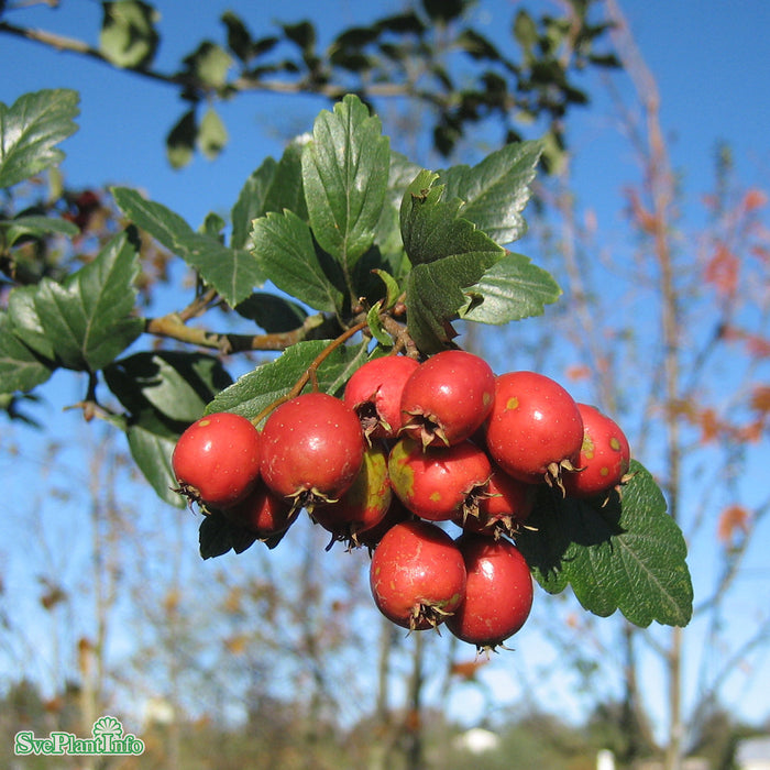 Crataegus x mordenensis 'Toba' Stam 90-110cm Co