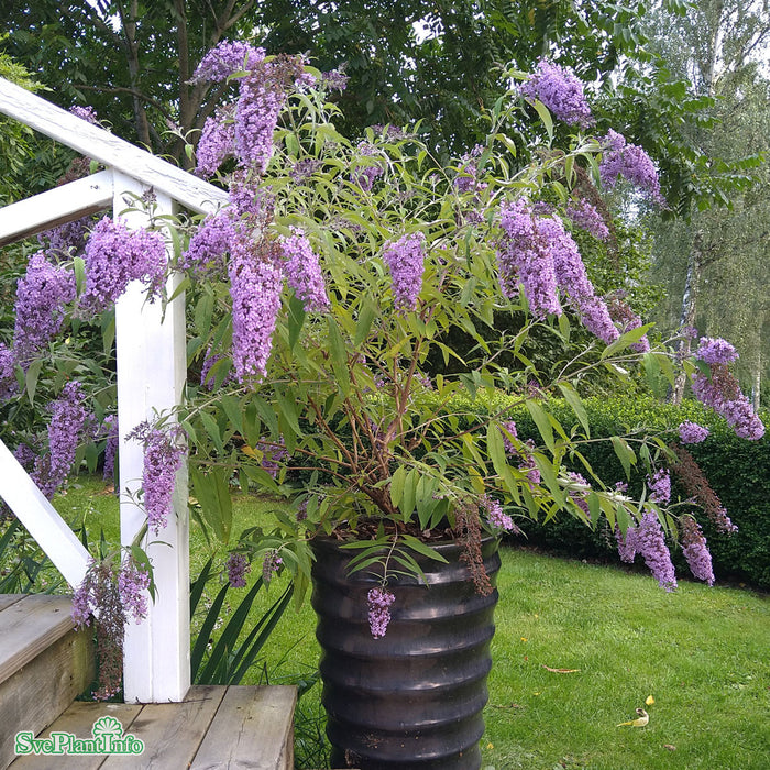 Buddleja davidii 'Wisteria Lane' Busk C5