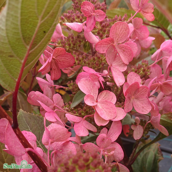 Hydrangea paniculata 'Early Harry' Busk C5