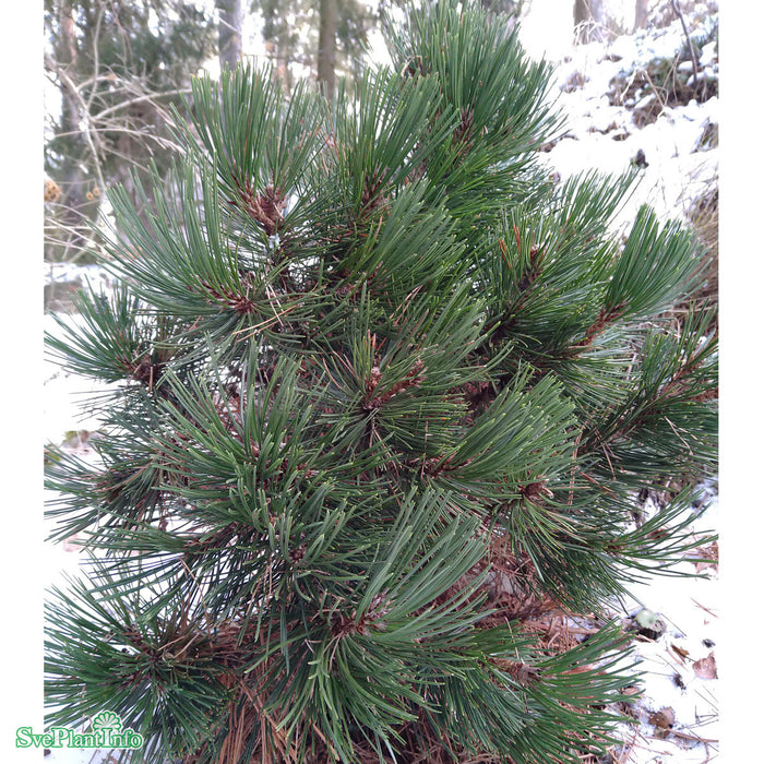 Pinus heldreichii 'Compact Gem' C5 30-40cm