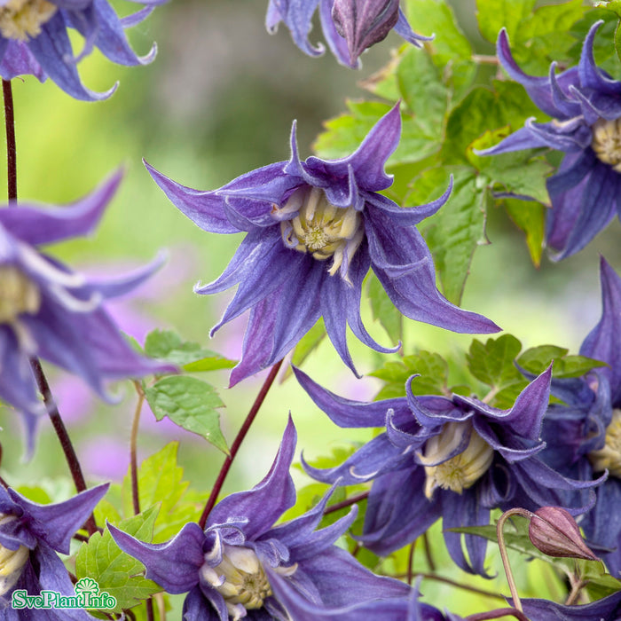 Clematis (Atr.) 'Tindra' E A-Kval C2