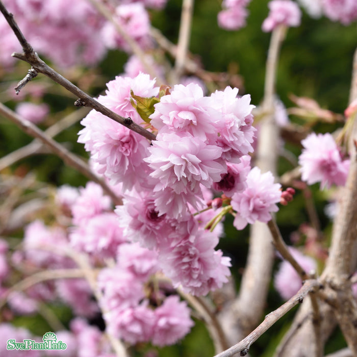 Prunus serrulata 'Kiku-shidar-Zakura' Högstam So 8-10