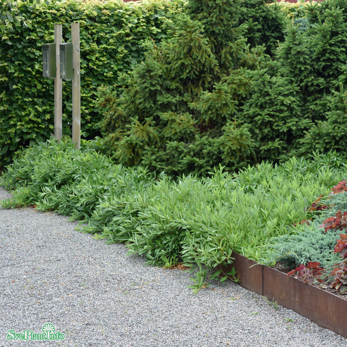 Prunus pumila var. depressa E Busk C3,5