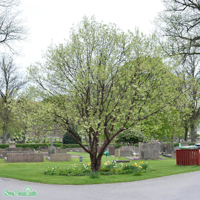 Prunus serrula Solitär C15 200-250cm