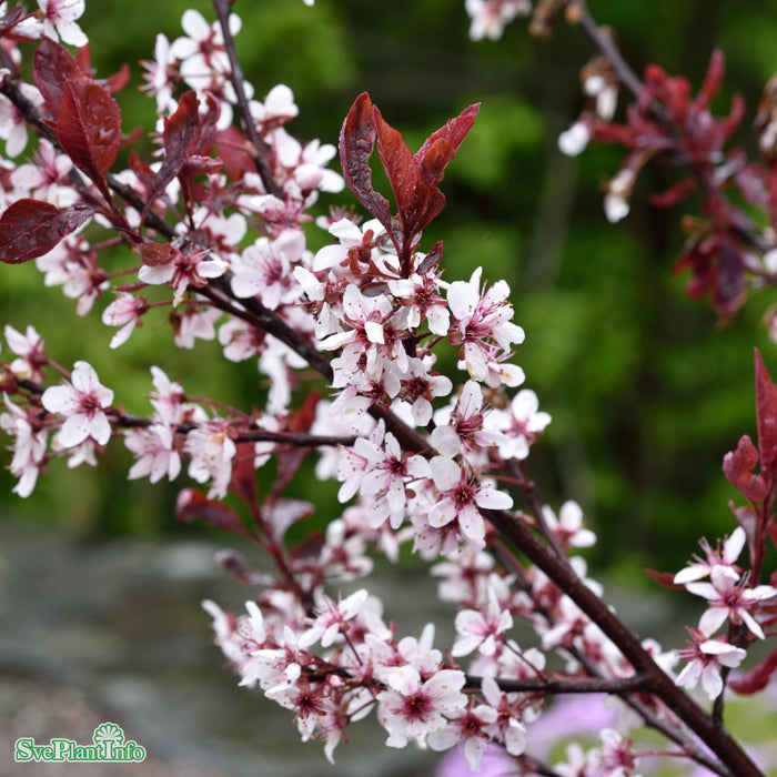 Prunus x cistena Solitär C20 175-200cm