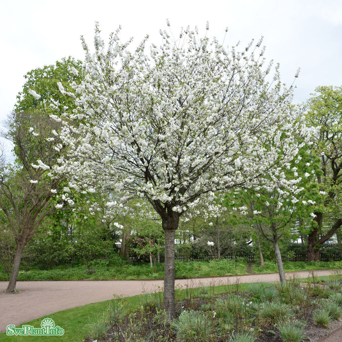 Prunus x gondouinii 'Schnee' Högstam So 12-14cm Co
