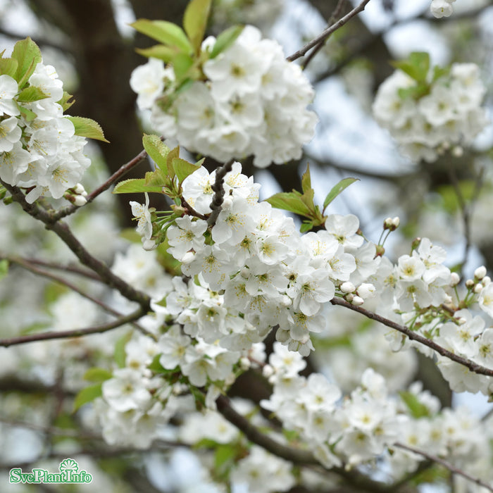Prunus x gondouinii 'Schnee' Högstam So 12-14cm Co