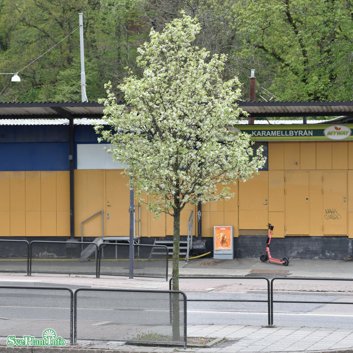 Pyrus calleryana 'Chanticleer' Högstam So 12-14 Co
