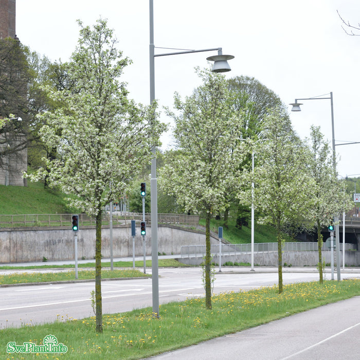 Pyrus calleryana 'Chanticleer' Högstam So 12-14 Co