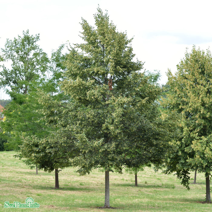 Tilia cordata 'Rancho' Högstam Kl So 12-14