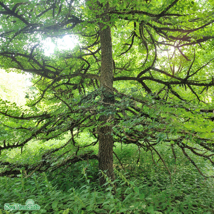 Ulmus minor var. suberosa Enggaard Ungträd C23 250-300cm