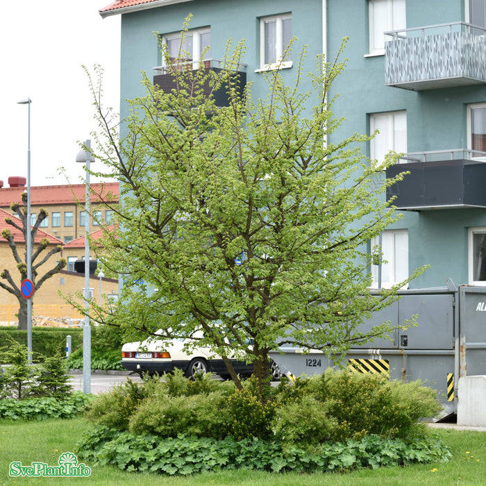 Ulmus minor var. suberosa Enggaard Ungträd C23 250-300cm