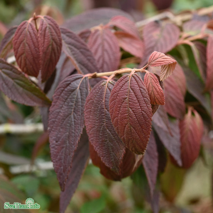 Viburnum plicatum f. tomentosum 'Mariesii' C4,6 30-40cm