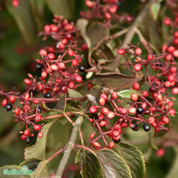 Viburnum pli. f. tom. 'Summer Snowflake' Busk C5